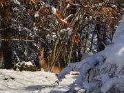 Zima_Rakovica_2025-14